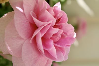 Close-up of pink rose