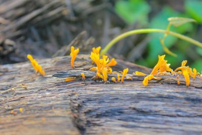 Close-up of yellow flower on wood