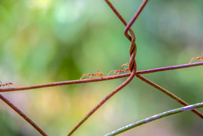 Close-up of a lizard on metal fence