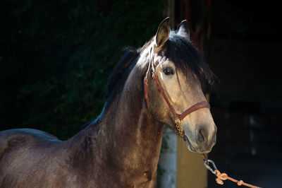 Horse in ranch