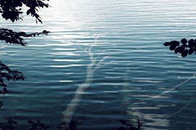 High angle view of swimming in lake