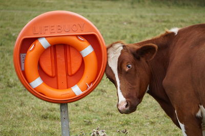 Cow scratching his head