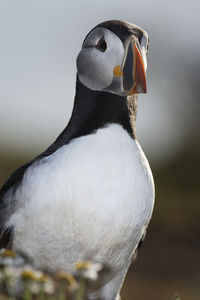 Close-up of puffin perching outdoors