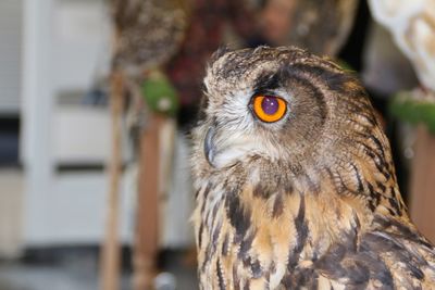 Close-up of eagle owl looking away