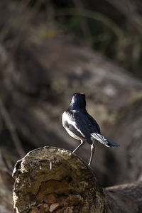 Close-up of bird perching on rock