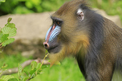 Mandrill