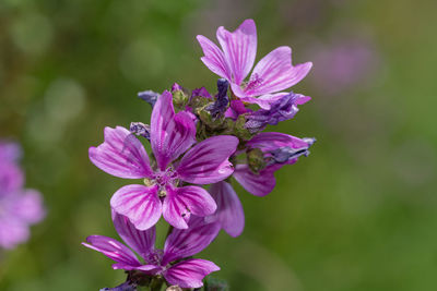 Close up of common mallow flowers in bloom