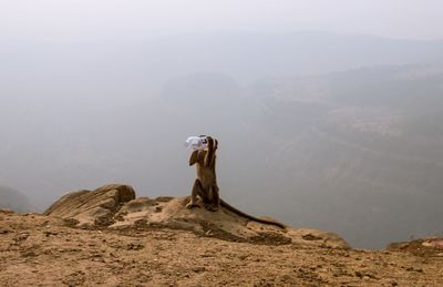 Monkey with bottle on cliff