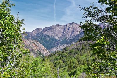 Low angle view of plants and mountains against sky