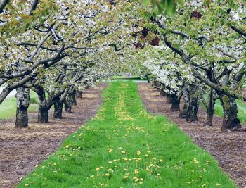 Scenic view of flowering plants and trees