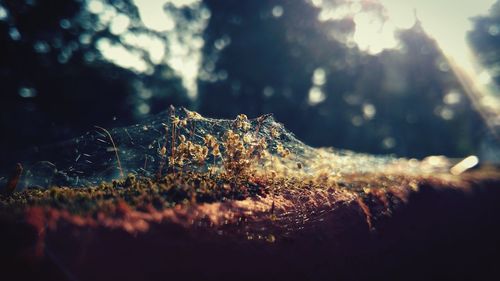 Close-up of starfish on tree