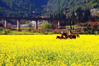 Yellow flowers growing in field