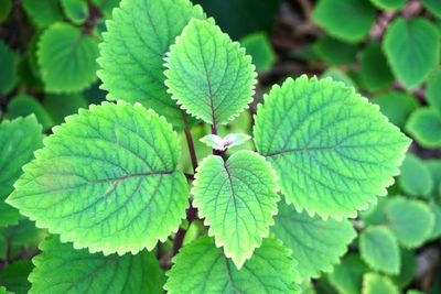 Close-up of green flower blooming outdoors