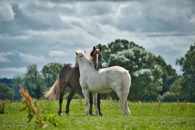 Horses standing in ranch