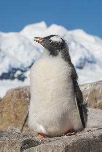 Close-up of penguin