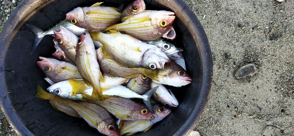 High angle view of fish for sale