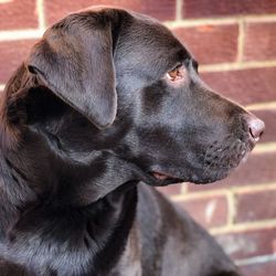 Close-up of a dog looking away