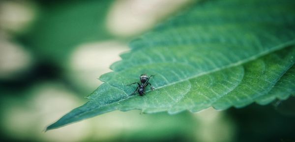 Close-up of insect on leaf