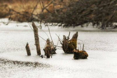 Close-up of dead plant on snow covered land