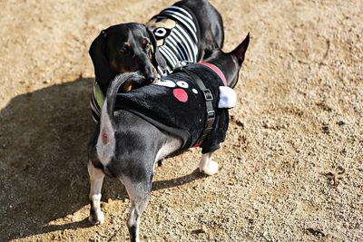 High angle view of dog on field