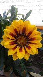 Close-up of yellow flower blooming outdoors