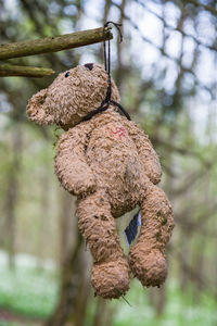 Close-up of stuffed toy hanging on tree in forest