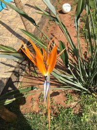 Close-up of orange flower blooming outdoors