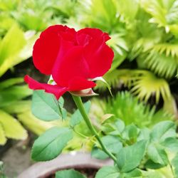 Close-up of red rose