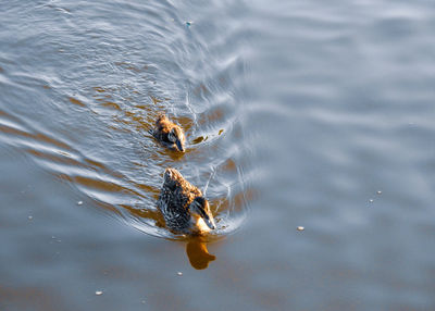 High angle view of ducks swimming in lake