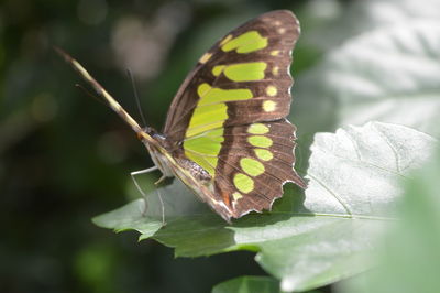 Close-up of butterfly perching on leaf