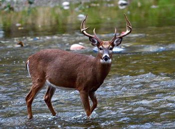 Portrait of deer standing in water