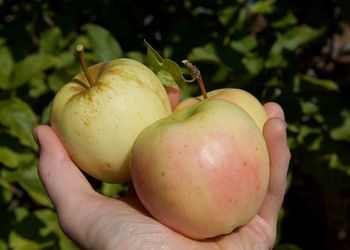 Close-up of hand holding apple