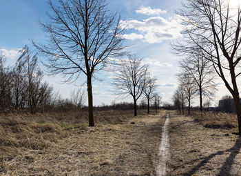 Bare trees on field against sky