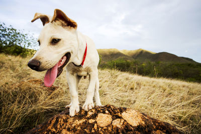 View of dog looking away on field