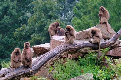 Group of geladas at tierpark berlin