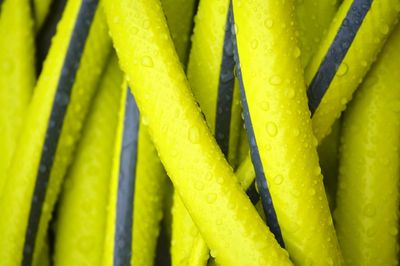 Close-up of water drops on leaf