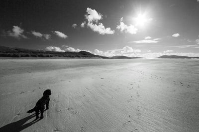 High angle view of dog walking on sandy beach during sunny day