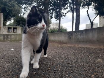 Cat standing in a park