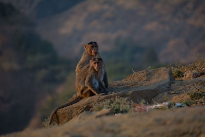 Lion sitting on rock