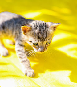 Close-up of a cat looking away