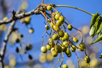 Low angle view of fruits on tree