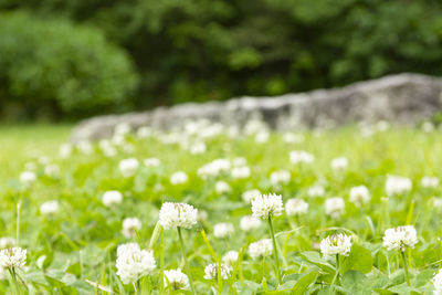 Close-up of white flowering plants on field