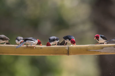 Close-up of bird perching on branch