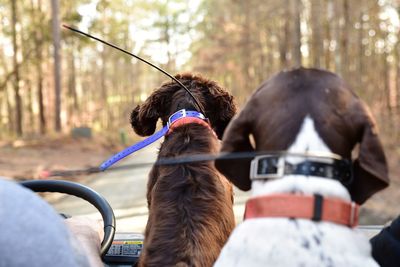 Trail riding with hunting dogs