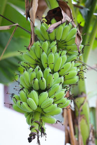 Close-up of banana tree