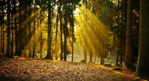 Trees in forest during autumn