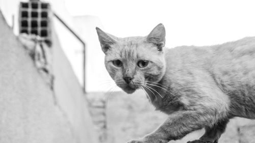 Close-up portrait of a cat