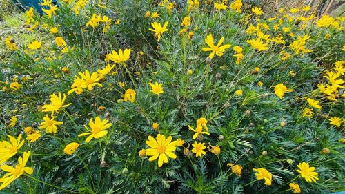 High angle view of yellow flowering plants on field