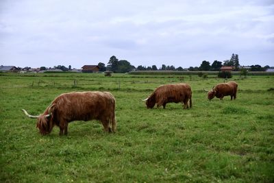 Horses grazing in a field