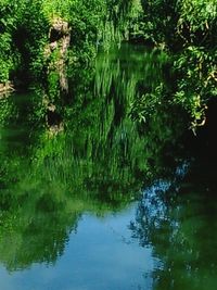 Reflection of trees in lake